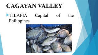 CAGAYAN VALLEY
TILAPIA Capital of the
Philippines
 
