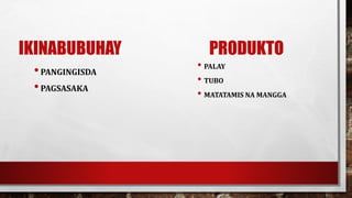 IKINABUBUHAY
•PANGINGISDA
•PAGSASAKA
PRODUKTO
• PALAY
• TUBO
• MATATAMIS NA MANGGA
 