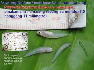 Photocorynus
spiniceps na may
habang 6.2mm at
6.5 mm
 