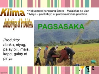 Nobyembre hanggang Enero – Malalakas na ulan
                Mayo – pinakatuyo at pinakamainit na panahon




Produkto:
abaka, niyog,
palay,pili, mais,
kape, gulay at
pinya
 