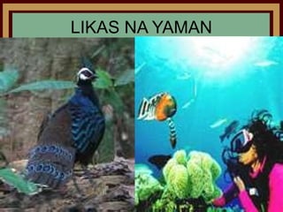 LIKAS NA YAMAN
 
