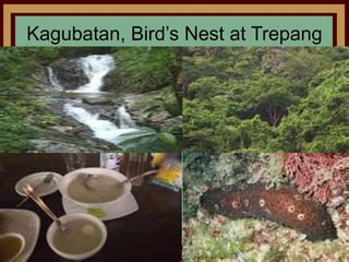 Kagubatan, Bird’s Nest at Trepang
 