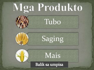 Tubo

Saging

Mais
 