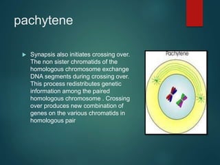pachytene
 Synapsis also initiates crossing over.
The non sister chromatids of the
homologous chromosome exchange
DNA segments during crossing over.
This process redistributes genetic
information among the paired
homologous chromosome . Crossing
over produces new combination of
genes on the various chromatids in
homologous pair
 