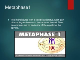 Metaphase1
 The microtubules form a spindle apparatus. Each pair
of homologues lines up in the center of the cell. Their
centromeres are on each side of the equator of the
spindle.
 