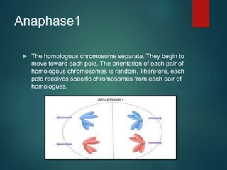 Anaphase1
 The homologous chromosome separate. They begin to
move toward each pole. The orientation of each pair of
homologous chromosomes is random. Therefore, each
pole receives specific chromosomes from each pair of
homologues.
 