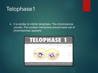 Telophase1
 It is similar to mitotic telophase. The chromosome
uncoils. The nuclear membrane around each set of
chromosomes appears.
 