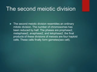 The second meiotic division
 The second meiotic division resembles an ordinary
mitotic division. The number of chromosomes has
been reduced by half. The phases are prophase2,
metaphase2, anaphase2, and telophase2. the final
products of these divisions of meiosis are four haploid
cells. These cells finally form gametes(sex cell).
 