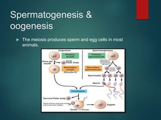 Spermatogenesis &
oogenesis
 The meiosis produces sperm and egg cells in most
animals.
 