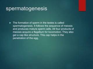 spermatogenesis
 The formation of sperm in the testes is called
spermatogenesis. It follows the sequence of meiosis
and produces mature sperm cells. All four products of
meiosis acquire a flagellum for locomotion. They also
get a cap like structure. This cap helps in the
penetration of the egg,
 