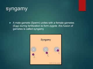 syngamy
 A male gamete (Sperm) unites with a female gametes
(Egg) during fertilization to form zygote .this fusion of
gametes is called syngamy
 