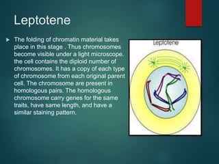 Leptotene
 The folding of chromatin material takes
place in this stage . Thus chromosomes
become visible under a light microscope.
the cell contains the diploid number of
chromosomes. It has a copy of each type
of chromosome from each original parent
cell. The chromosome are present in
homologous pairs. The homologous
chromosome carry genes for the same
traits, have same length, and have a
similar staining pattern.
 