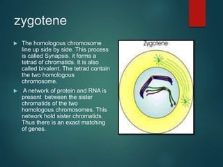 zygotene
 The homologous chromosome
line up side by side. This process
is called Synapsis. it forms a
tetrad of chromatids. It is also
called bivalent. The tetrad contain
the two homologous
chromosome.
 A network of protein and RNA is
present between the sister
chromatids of the two
homologous chromosomes. This
network hold sister chromatids.
Thus there is an exact matching
of genes.
 