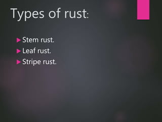 Wheat Rust Types leaf rust of wheat | PPTX