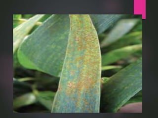 leaf rust of wheat | PPTX