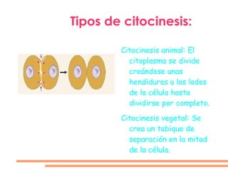 Anafase: Las cromátidas van hacia los polos de la célula
