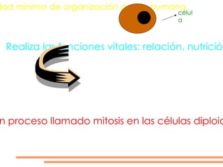 La célula es la unidad mínima de organización del ser humano. Realiza las funciones vitales: relación, nutrición y reproducción. Esta útima se realiza mediante un proceso llamado mitosis en las células diploides (23 parejas de cromosomas) célula