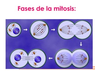 Fases de la mitosis: