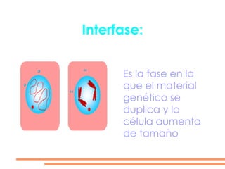 Interfase: Es la fase en la que el material genético se duplica y la célula aumenta de tamaño