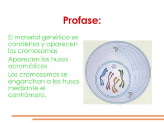 Profase: El material genético se condensa y aparecen los cromosomas