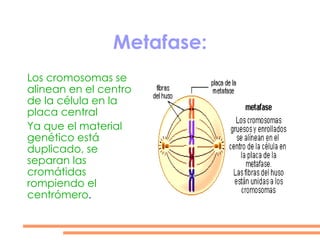 Aparecen los husos acromáticos