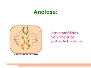 Los cromosomas se enganchan a los husos mediante el centrómero.
