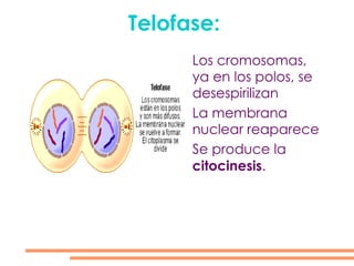 Metafase: Los cromosomas se alinean en el centro de la célula en la placa central