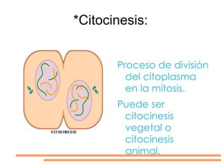 Ya que el material genético está duplicado, se separan las cromátidas rompiendo el centrómero .