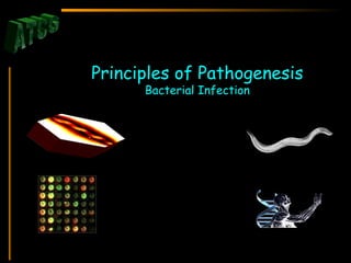 Principles of Pathogenesis
Bacterial Infection
 