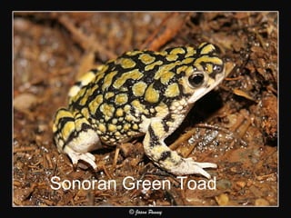 Sonoran Green Toad   