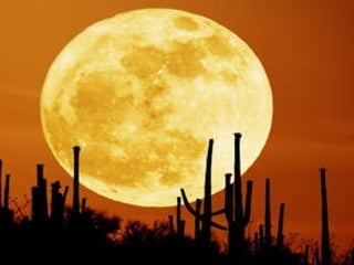 5 - Só por hoje seja gentil com o próximo e com todos os seres vivos de todos os mundos... Só por hoje, a cada dia... 