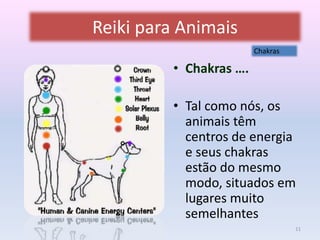 Reiki para Animais 
• Chakras …. 
Chakras 
• Tal como nós, os 
animais têm 
centros de energia 
e seus chakras 
estão do mesmo 
modo, situados em 
lugares muito 
semelhantes 
11 
 