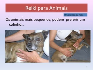 Reiki para Animais 
Uma sessão de Reiki 
Os animais mais pequenos, podem preferir um 
colinho… 
15 
 