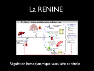 La RENINE

Régulation hémodynamique vasculaire et rénale

 