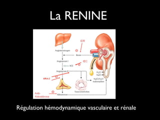 La RENINE

Régulation hémodynamique vasculaire et rénale

 