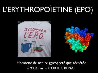 L’ERYTHROPOÏETINE (EPO)

Hormone de nature glycoprotéique sécrétée	

à 90 % par le CORTEX RENAL

 