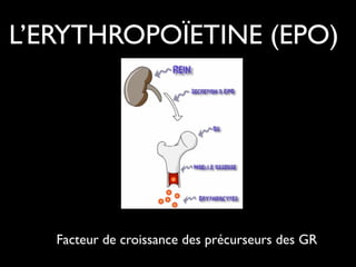 L’ERYTHROPOÏETINE (EPO)

Facteur de croissance des précurseurs des GR

 