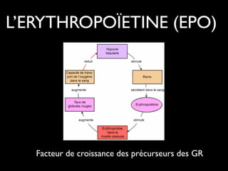 L’ERYTHROPOÏETINE (EPO)

Facteur de croissance des précurseurs des GR

 