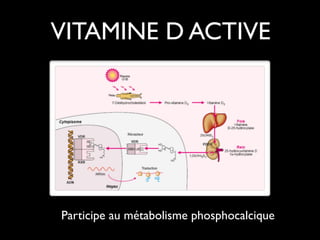 VITAMINE D ACTIVE

Participe au métabolisme phosphocalcique

 