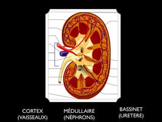 CORTEX	

(VAISSEAUX)

MÉDULLAIRE	

(NÉPHRONS)

BASSINET	

(URETERE)

 