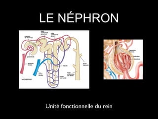 LE NÉPHRON

Unité fonctionnelle du rein

 