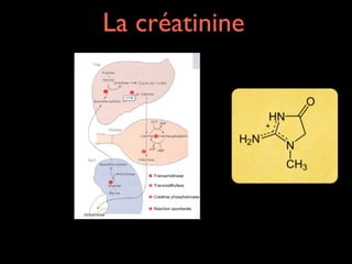 La créatinine

 