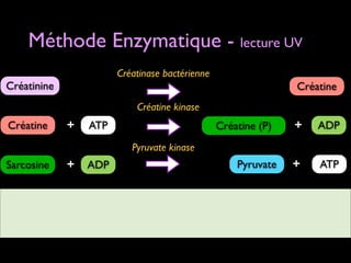 Méthode Enzymatique - lecture UV
Créatinase bactérienne

Créatinine

Créatine
Créatine kinase

Créatine

+

ATP

Créatine (P)

+

ADP

+

ATP

Pyruvate kinase

Sarcosine

+ ADP

Pyruvate

 