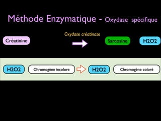 Méthode Enzymatique - Oxydase

spéciﬁque

Oxydase créatinase

Créatinine

H2O2

Sarcosine

H2O2

Chromogène incolore

+

H2O2

Chromogène coloré

+

 