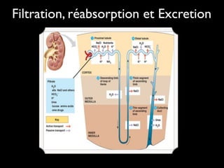 Filtration, réabsorption et Excretion

 