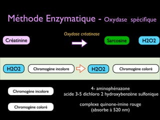 Méthode Enzymatique - Oxydase

spéciﬁque

Oxydase créatinase

Créatinine

H2O2

Sarcosine

H2O2

Chromogène incolore

H2O2

Chromogène coloré

Chromogène incolore

4- aminophénazone 	

acide 3-5 dichloro 2 hydroxybenzène sulfonique

Chromogène coloré

complexe quinone-imine rouge 	

(absorbe à 520 nm)

+

+

 