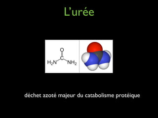 L’urée

déchet azoté majeur du catabolisme protéique

 