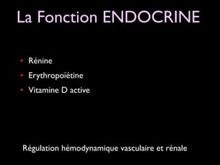 La Fonction ENDOCRINE
• Rénine	

• Erythropoïétine	

• Vitamine D active

Régulation hémodynamique vasculaire et rénale

 