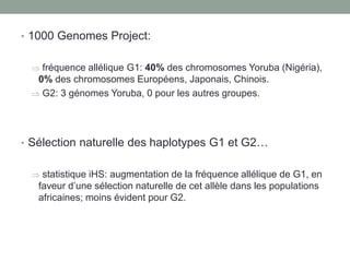 • 1000 Genomes Project:
 fréquence allélique G1: 40% des chromosomes Yoruba (Nigéria),
0% des chromosomes Européens, Japonais, Chinois.
 G2: 3 génomes Yoruba, 0 pour les autres groupes.
• Sélection naturelle des haplotypes G1 et G2…
 statistique iHS: augmentation de la fréquence allélique de G1, en
faveur d’une sélection naturelle de cet allèle dans les populations
africaines; moins évident pour G2.
 