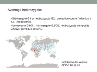 • Avantage hétérozygote:
- Hétérozygote G1 et hétérozygote G2 : protection contre l’infection à
T.b. rhodesiense
- Homozygote G1/G1, homozygote G2/G2, hétérozygote composite
G1/G2 : surrisque de MRC
Distribution des variants
APOL1 G1 et G2
 